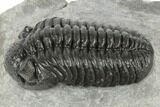 Adrisiops Weugi Trilobite - Recently Described Phacopid #192827-3